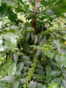 Harvesting